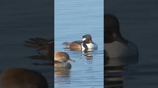 Very rare diving ducks /Hooded Merganser