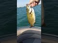 Catchin sum beauties on lake st. Clair