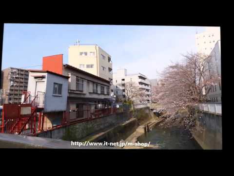 神田川の桜　2017年4月3日（平成29年） 2/2
