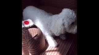 MY DOG CAN BE SO SELFISH!