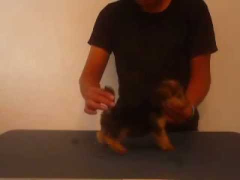 Lakeland terrier: Cachorros en venta. Registro de perros compromiso