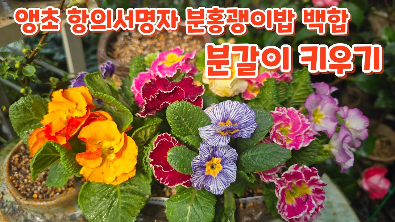 #앵초 #항의서명자 #분홍괭이밥 #백합 #분갈이 #키우기 관리하기