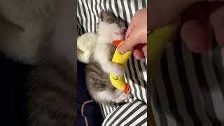 Awww, why you so cuteeee 🥰🥰 #cat #cats #pets #kitten #cute #cutecat #catlover #fyp #shorts #foryou Awww, why you so cuteeee 🥰🥰 #cat #cats #pets #kitten #cute #cutecat #catlover #fyp #shorts #foryou