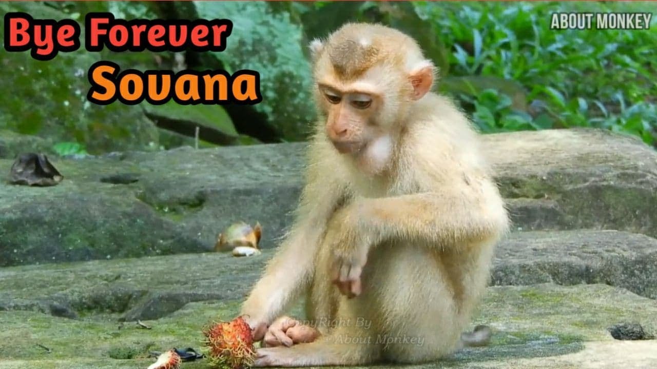 Poorest Life of Abandoned Small Monkey Sovana at First Week in Wild Troop After Papa Lin Release Her