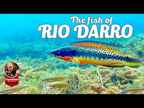 THE FISH OF RIO DARRO – A JOURNEY INTO THE WILDS OF BRAZIL