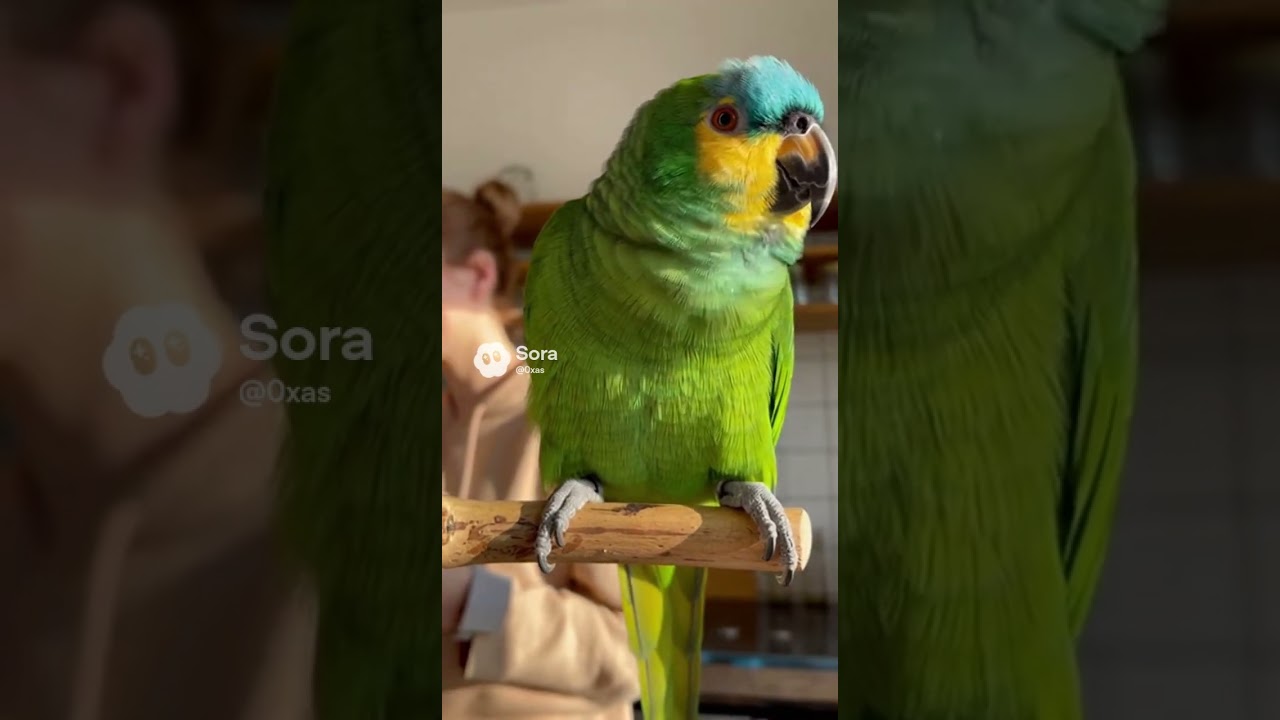 «Мудрые мысли от попугая 🦜» 