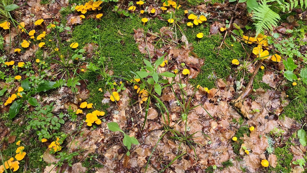 Fin juillet 😲 Pousse de cèpes incroyable sous les orages #cepes , #porcini