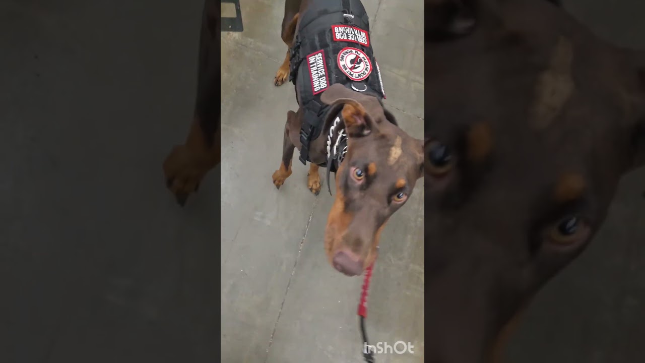 Having a service dog is awesome!  