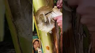 ADA K0IN DALAM POH0N PISANGg‼️SpiderSlack