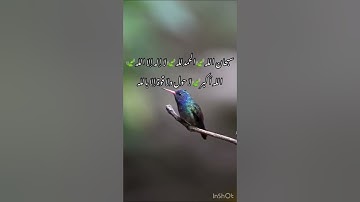 تلاوة خاشعة جميلة للشيخ أحمد النفيس /طبيعة وطيور(لا إله إلا الله محمد رسول الله)