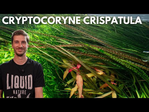 Cryptocoryne crispatula (balansae) | Liquid Nature Pflanzenvorstellung