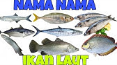 Info Jenis Jenis Ikan Laut Untuk Panduan Bersama Youtube Info Jenis Jenis Ikan Laut Untuk Panduan Bersama Youtube
