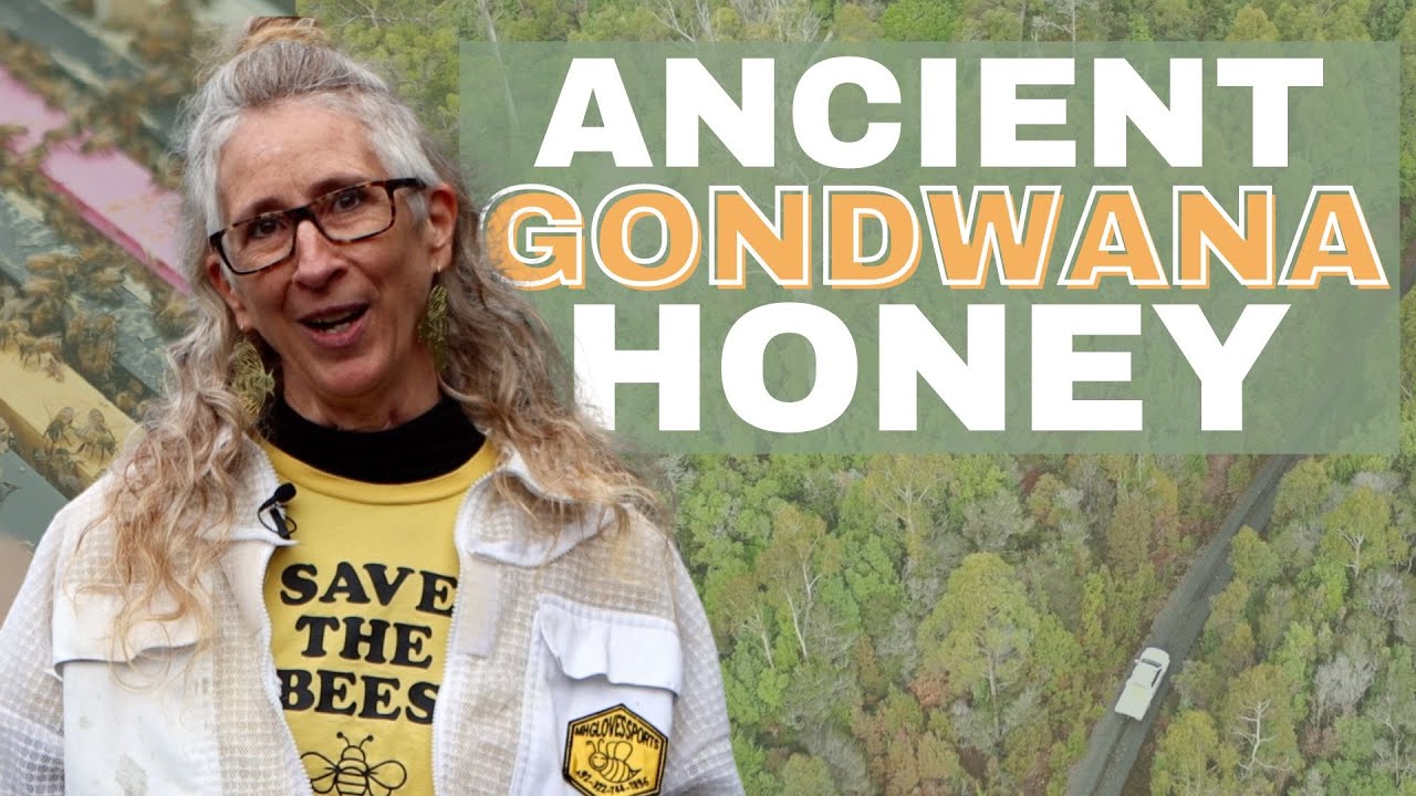 Tasmania's Medicinal Honey | Unlocking the Potential of Leatherwood