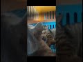 Kiki dengan simba