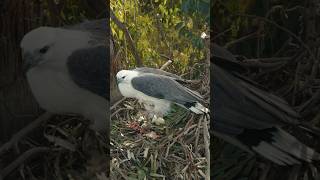White bellied sea eagles incubating the eggs 17 08 2026