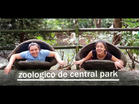 Video: Todo lo que necesitas saber sobre el Zoológico de Central Park