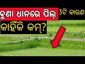 ଧାନରେ ପିଲ୍ କମ୍ କାହିଁକି? | ଧାନ ଚାଷର 3ଟି ମୁଖ୍ୟ କାରଣ