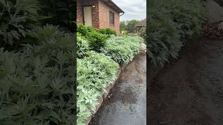 Artemisia ‘Silver Lining’🩶 | Walters Gardens