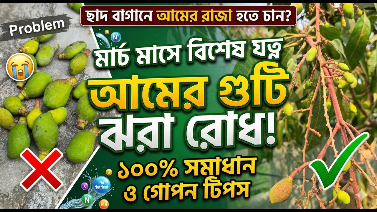 মার্চ মাসে আমের গুটি ঝরা রোধ করার উপায় | Mango Fruit Drop Problem & Solution