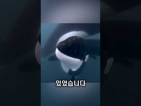 새끼 범고래, 배 근처를 맴돌았습니다 thumbnail