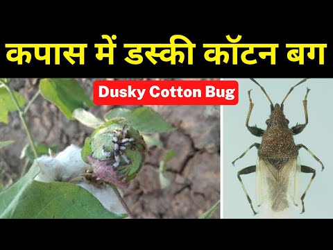 वीडियो: कपास के पौधों को कौन से कीट नुकसान पहुँचाते हैं?