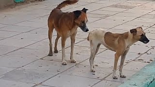 Mating a female dog with multiple males an explanation Subscribe to the channel