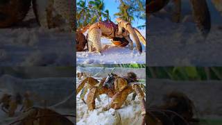 Giant Crabs RULE This Island! Are They Dangerous?