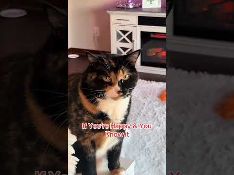 Violetthesingingcat Catoftheday Cat Kitty Kitten Catlovers Cutecat
