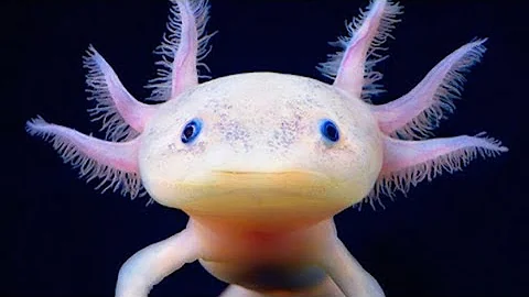 ¿Qué es el axolotl súper raro?