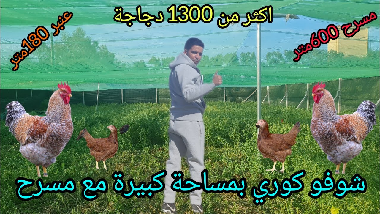 مشروع دجاج البلدي :مساحة خضراء لرعي + عنبر مغلق (الكوري) مع مساحة تربية مفتوحة