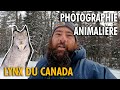 Ma plus belle rencontre animalire de ma vie   la recherche du lynx 2023