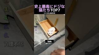 史上最高にドジな猫たちTOP7