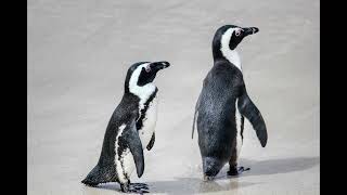 50 fascinating fast facts about adelie penguins