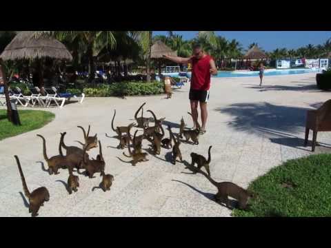 Video Mexico - Riviera Maya - Grand Palladium Resort and Spa... - youtube