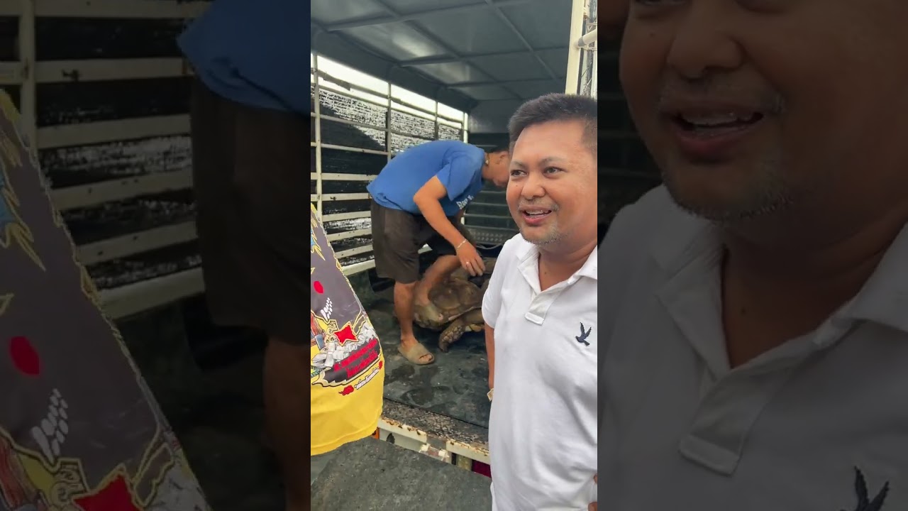 พามารับสมาชิกใหม่ฟาร์มเจ.เค.พนมแรนซ์ #เต่าซูลคาต้า