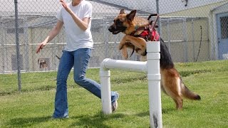 Best Trained And Discipline Dogs Videos Compilation 2016 by Susan Smith 431 views 7 years ago 12 minutes, 16 seconds