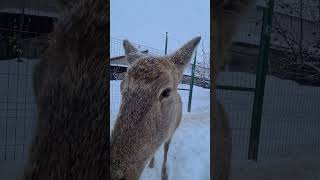 Нюх Нюх Нюх #Домзайца #Deer #Cute #Animals