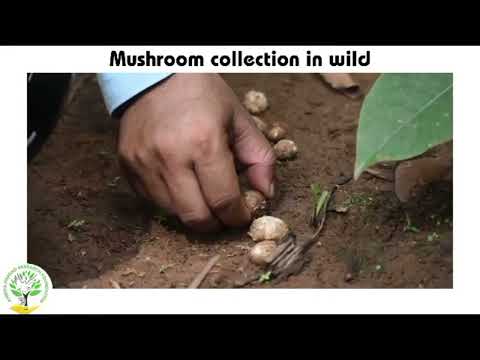 Ruguda Mushroom From Rourkela Forest Division Odisha Rourkela Odisha Mushroom