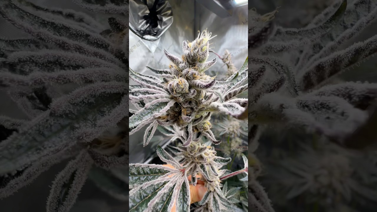 Frost on this is ❄️💯 grown in 