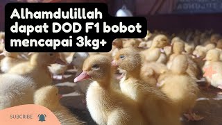 DOD Bebek Peking F1 terbesar