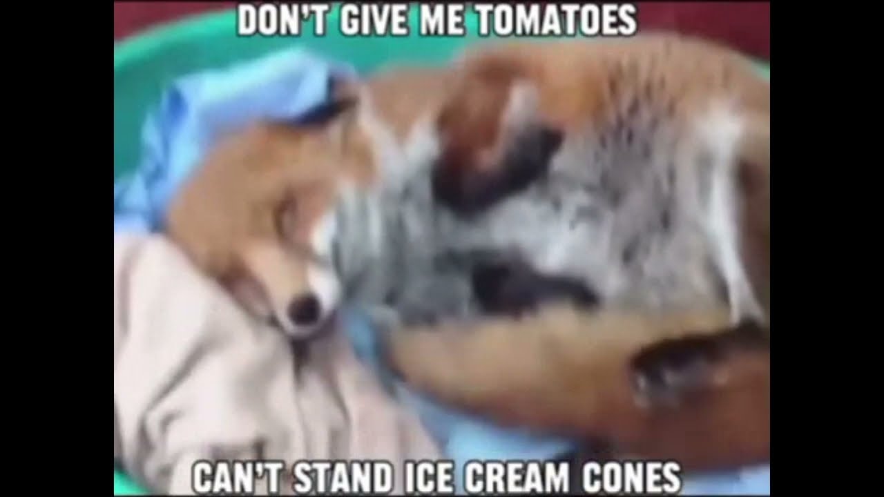 Foxes like Bananas (meme)