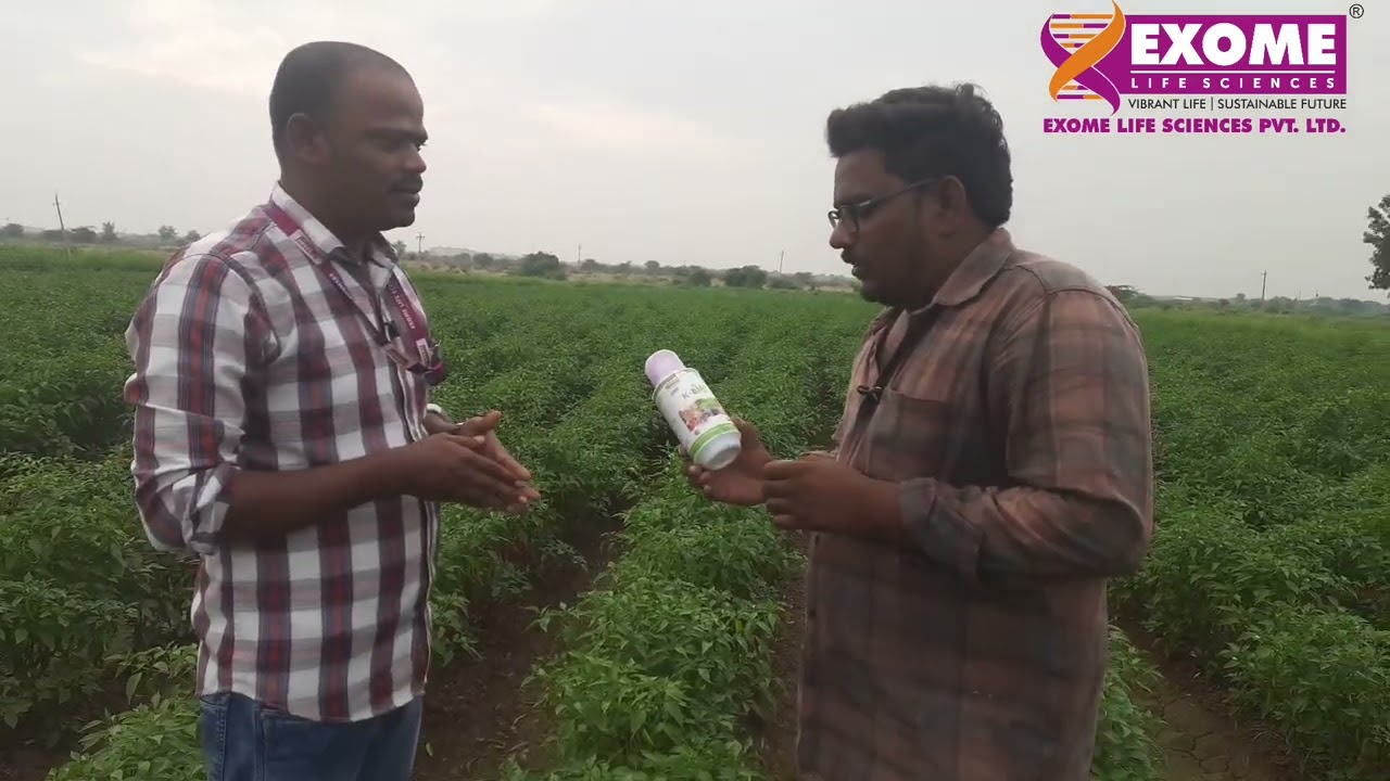 మిరపలో అధిక దిగుబడికి k bio 