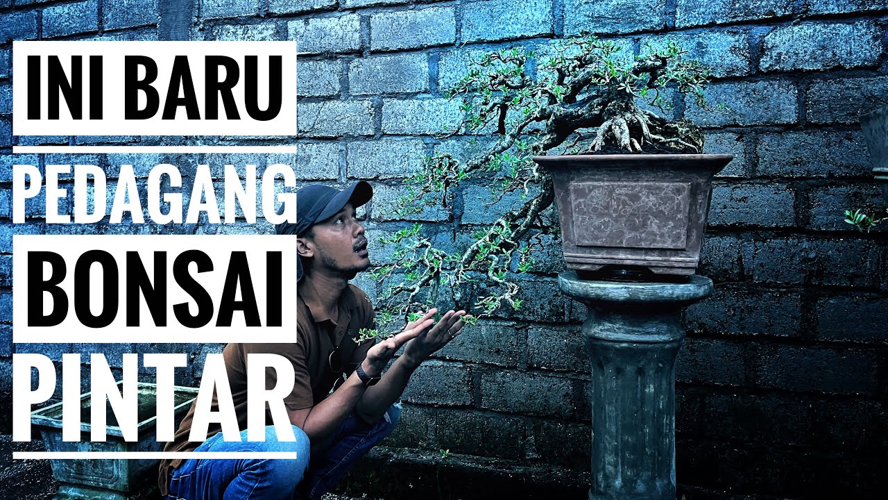 Koleksi Pribadi Pedagang Bonsai #bonsai #santigi #nature #bonsailombok #nature #bonsaitree #garden 