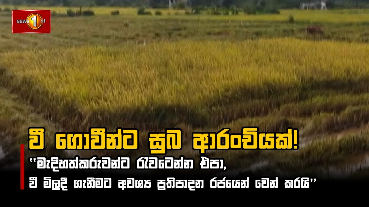 වී ගොවීන්ට සුබ ආරංචියක්!