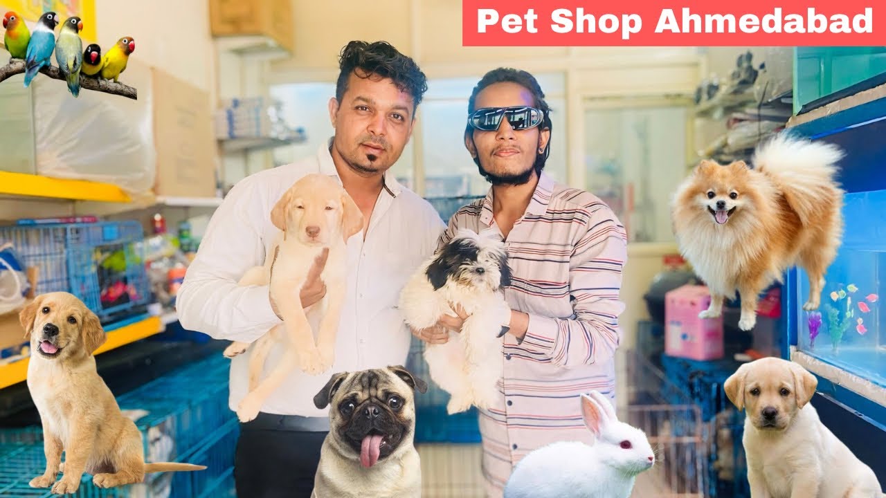 best-dog-shop-in-ahmedabad-cheapest-price-love-bird-puppies-fish