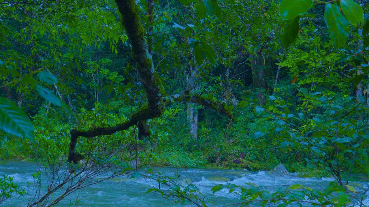 Rainy Jungle River Escape | Relax in the Lush Greenery, Gentle River ...