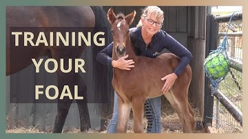 Foal Handling Tips In The First Few Days