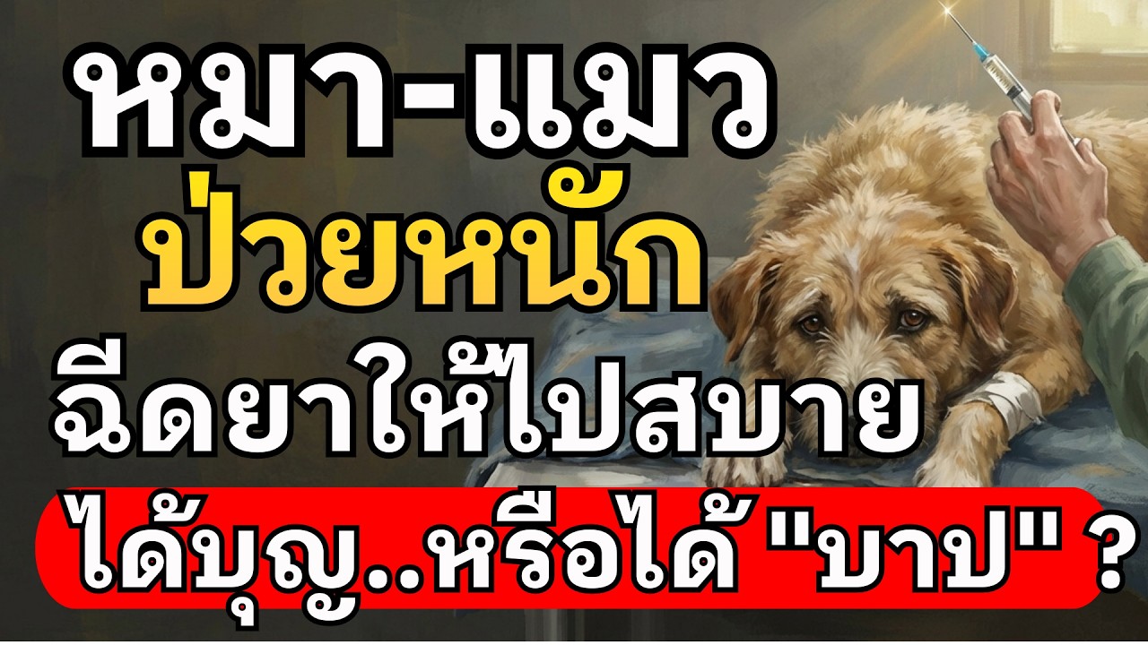 หมา-แมวป่วยหนัก ฉีดยาให้ไปสบาย ได้บุญหรือได้บาป? (ฟังทางออกตามหลักธรรม)