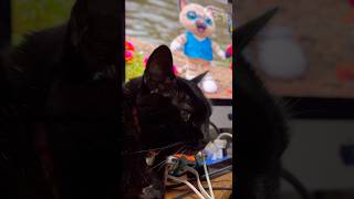 【元気です】色々な場所に移動して落ち着く場所を探しているポンちゃん #ジャンポン #ぽんちゃんみてみて #猫好きさんと繋がりたい