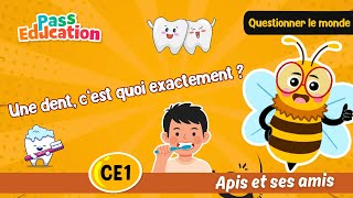 Une dent, c’est quoi exactement ? CE1 Leçon, Exercices & Évaluation